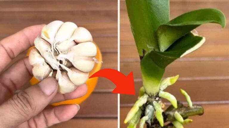 Orchid, only with this trick can nurserymen make it live for many years