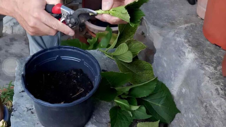 Hydrangeas, how to multiply them by cutting: only in this way can you reproduce them infinitely