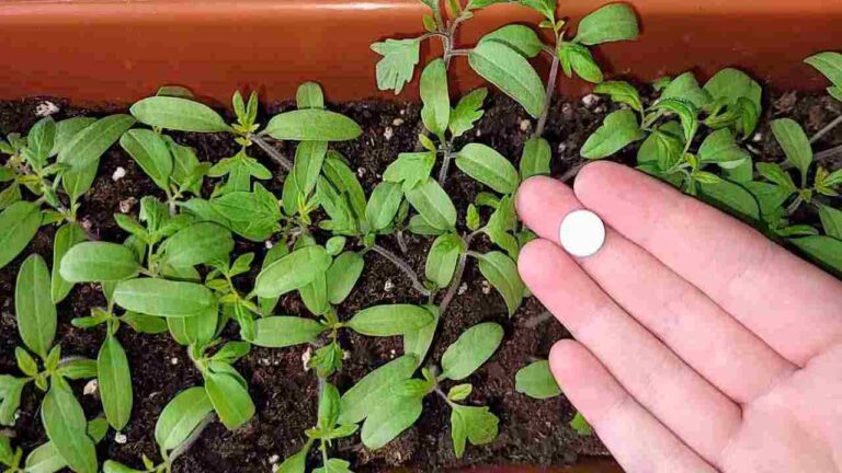 Abundant flowers and roots from the orchid if you do this procedure once a month