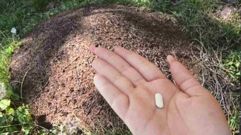 Do this and you will not have any more ants for over 3 months: you will not see them anywhere anymore