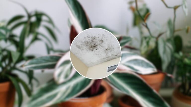 PC, if you notice this detail you are intercepted: spies are monitoring you