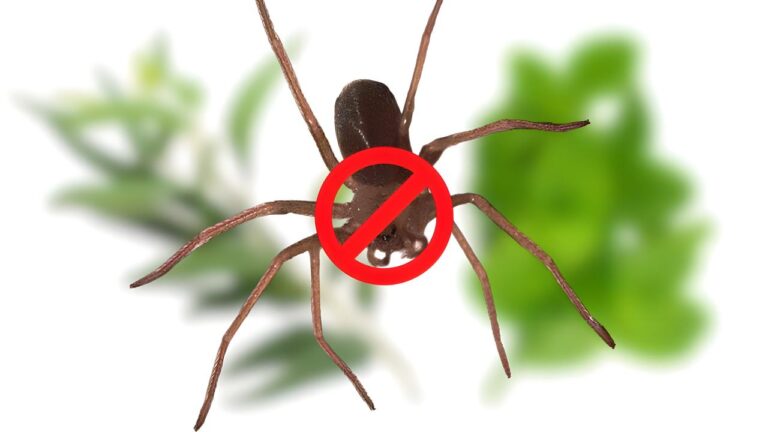 These two beautiful plants protect you from the violin spider: plant them now