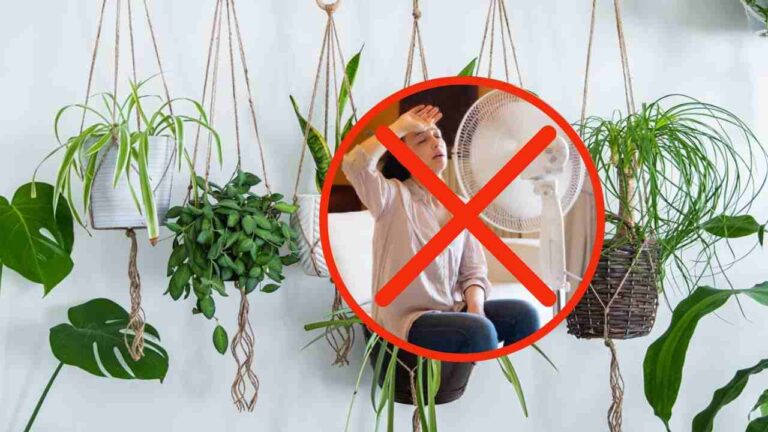 Forget about the fan, get these plants: they will cool your house right away