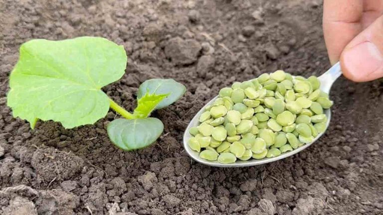 Don’t plant cucumbers without this ingredient, it instantly doubles your harvest