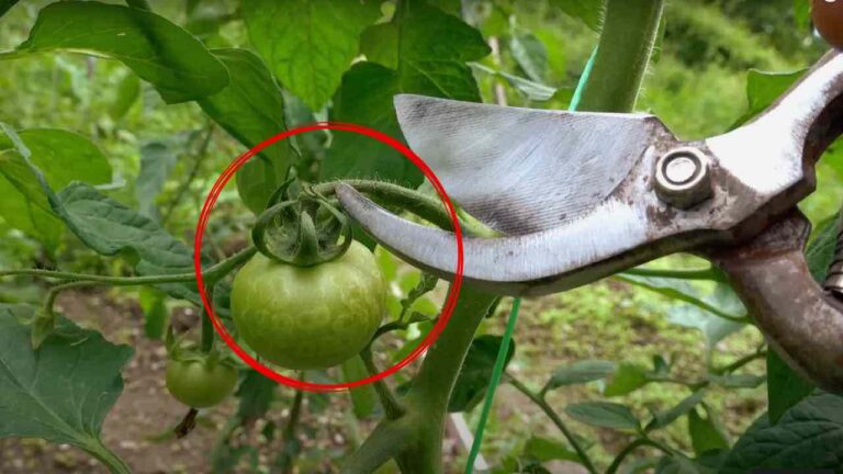 Pruning tomatoes, never make this mistake: they rot in a few days