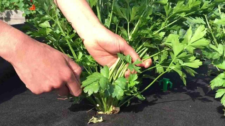 Parsley, when to harvest it and store it perfectly: don’t make mistakes