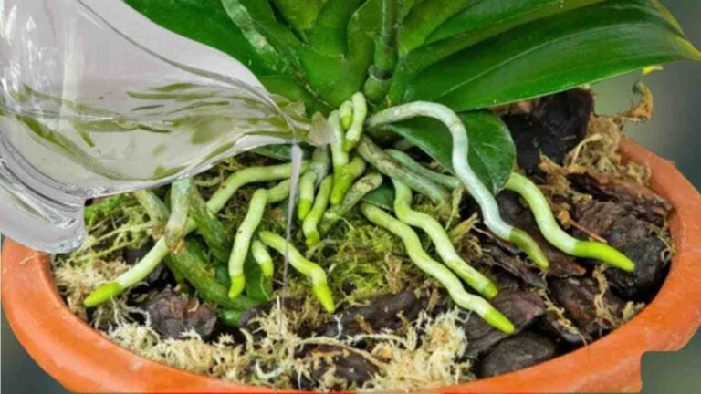 A substance that makes orchids produce roots and flowers all year round: very lush