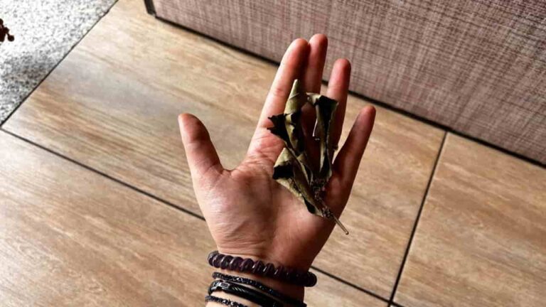 Goodbye cockroaches and beetles from your home: with this infallible remedy they will disappear