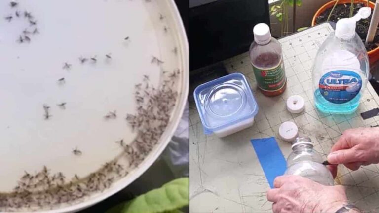 With these 4 objects that you have in the kitchen you can say goodbye to flies: they disappear