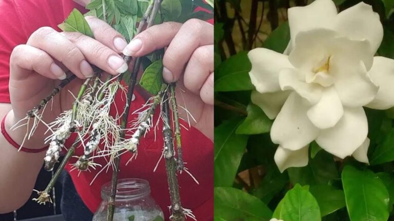 How to Infinitely Reproduce Gardenia or Jasmine: The Florists’ Secret Revealed