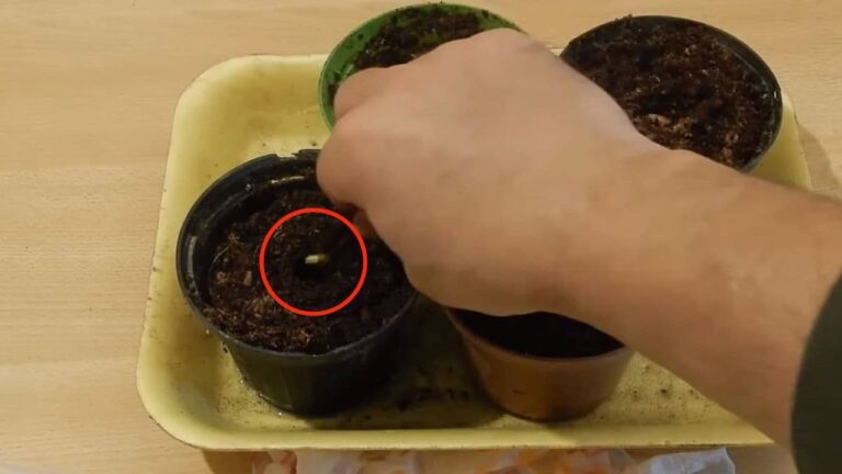 Lemon Seeds, Don’t Throw Them Away: Bury Them And Watch What Happens 48 Hours Later