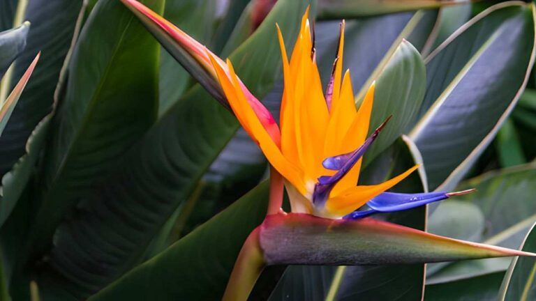 Potted sterlizia, how to make the leaves open: the trick used by gardeners