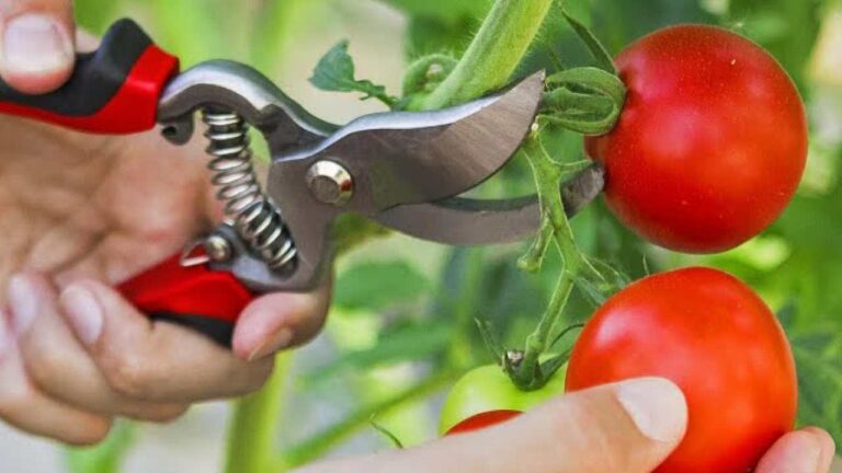 Do this and you will produce tomatoes in abundance: even the neighbors will want to know about it