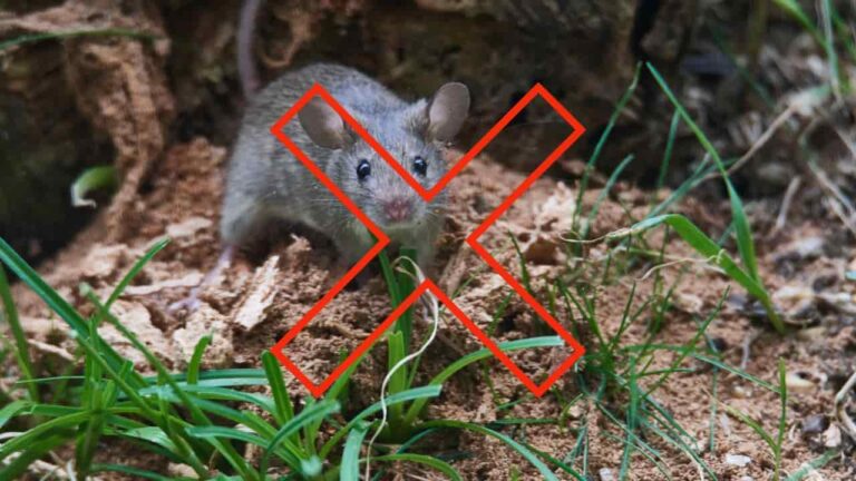 The aromatic plant that immediately drives mice away from the garden: you will never see them again