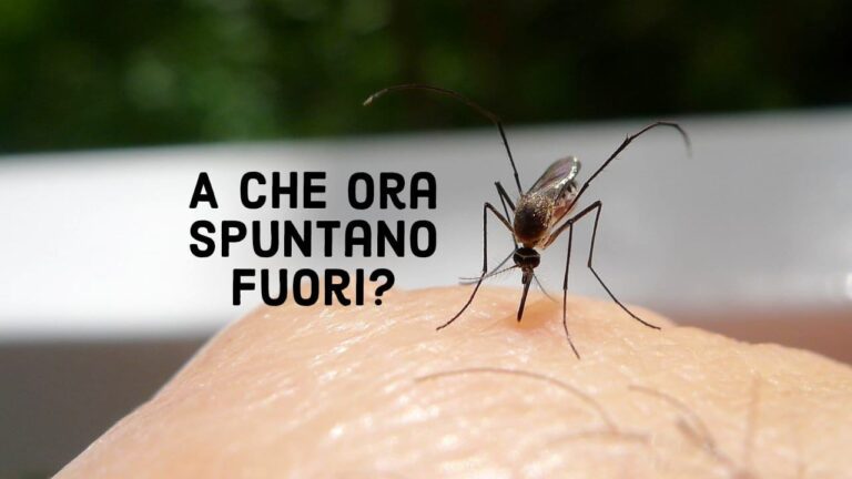 Mosquitoes, what time do they come out? The crucial time: they all come out at this time