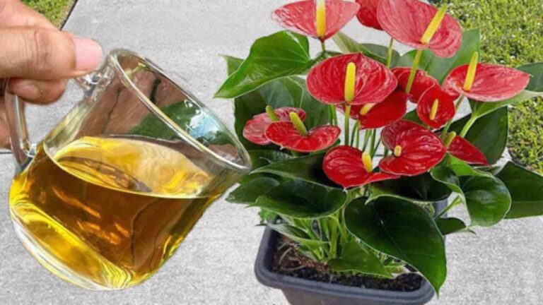 This water will make your plants bloom on the balcony or in the garden for a whole year