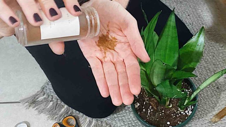 Mother-in-law’s tongue, if it already has yellow leaves you can solve it immediately by doing this