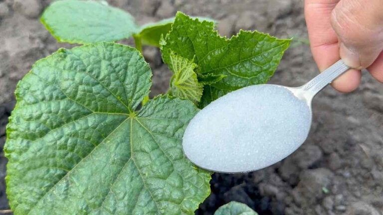One spoonful before the end of June, cucumbers and tomatoes will grow instantly