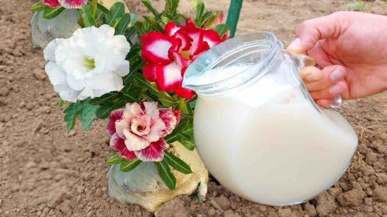 Double your flower yield with this natural fertilizer: just 1 ingredient