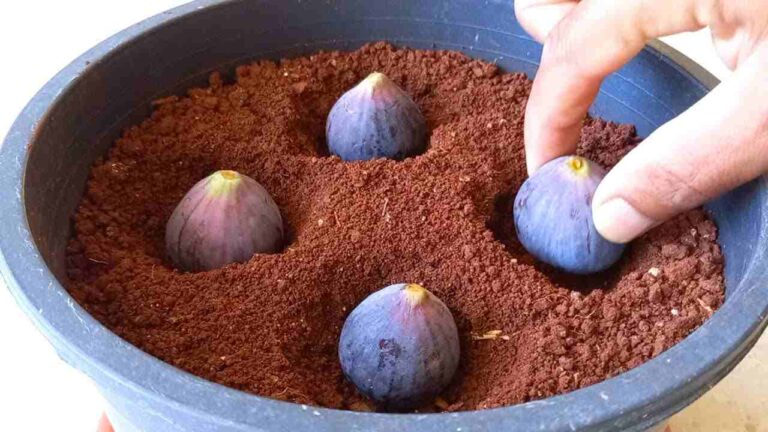 Bury 4 figs in a pot full of soil, you can’t imagine what happens shortly after