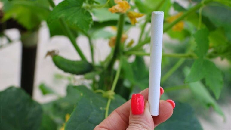 Add it to the cucumber once a month and in a week it doubles the whole yield