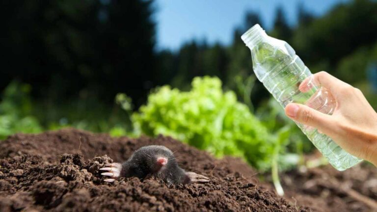 Moles will immediately move away from the garden with this home remedy