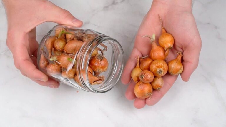 The foolproof method for keeping onions fresh for a long time: they last a lifetime