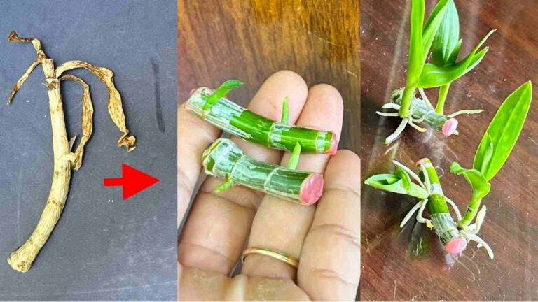 Knowing this secret will make you grow millions of orchids in your garden