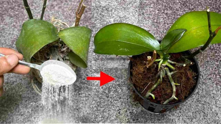 It seems almost impossible, but it’s all true: it revives your dead plants