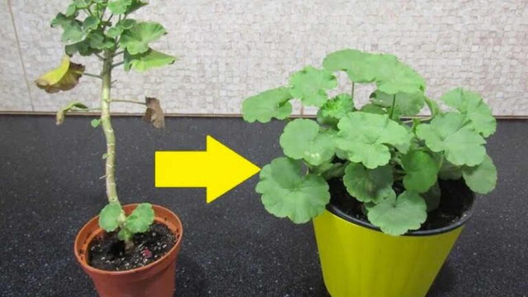 How to Transform Any Pelargonium into a Bush: It Takes 5 Minutes to Do It