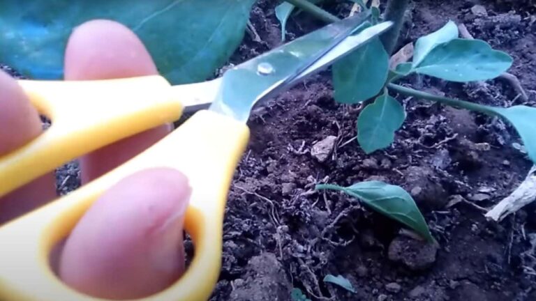 Never prune aubergines this way: here’s the mistake everyone makes in the garden