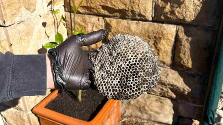 Goodbye wasp nests on your balcony or terrace, here’s the solution that’s becoming popular