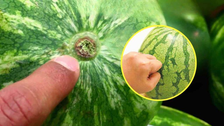 Farmer reveals method for choosing the sweetest watermelon: only this way you can find it