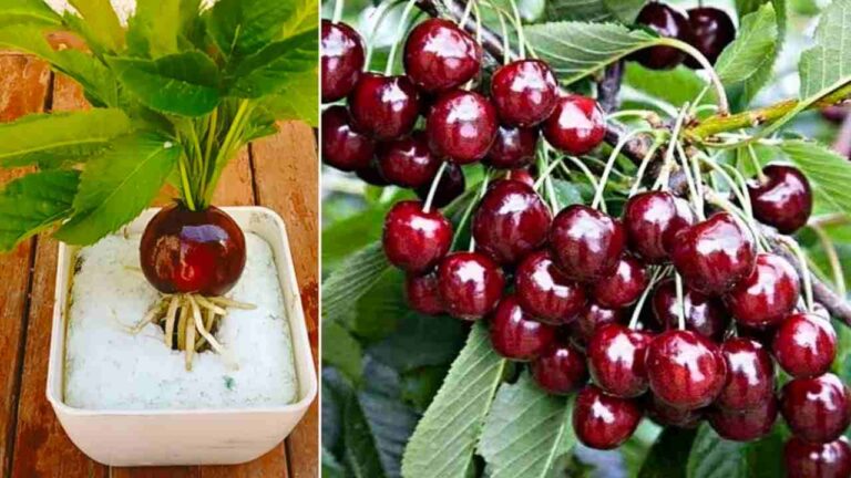 It looks like a castle but this house on the lake belongs to a much-loved character in Italy