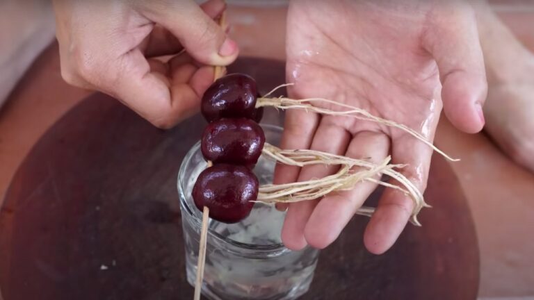 Cherry Tree Plant in 20 Days with the Split Stone Trick: All You Need is a Seed