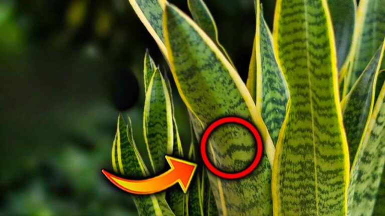 No one has ever told you this secret about mother-in-law’s tongue: very useful